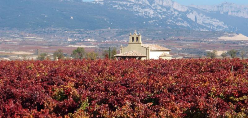 Vinedos La Rioja